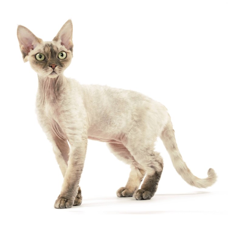 Орегон рекс кошка