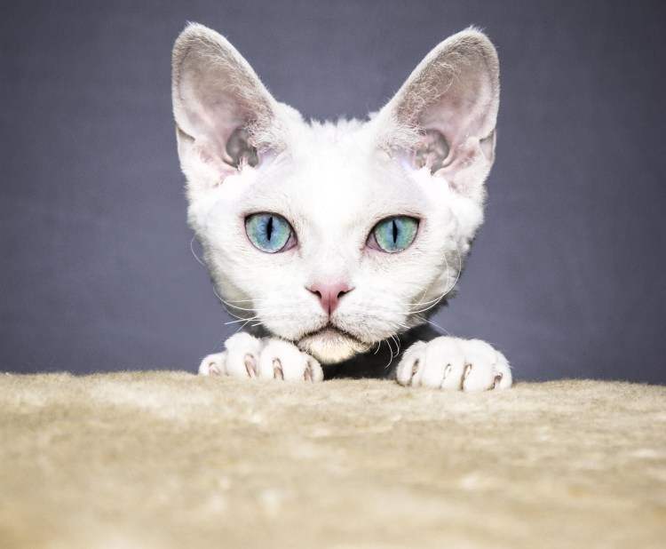 Порода Девон рекс