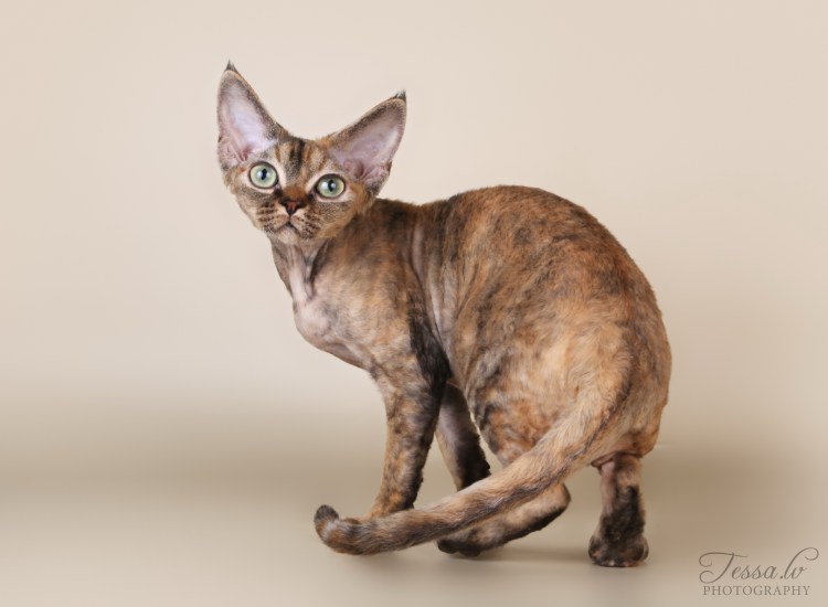 Девон рекс в профиль