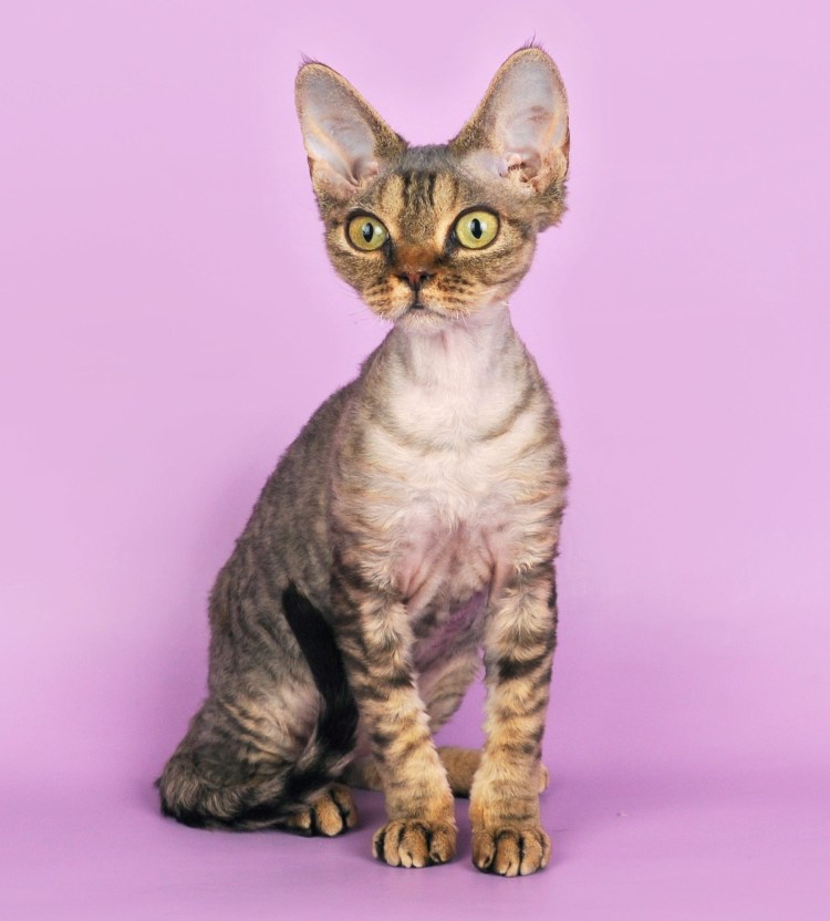 Девон рекс Калико