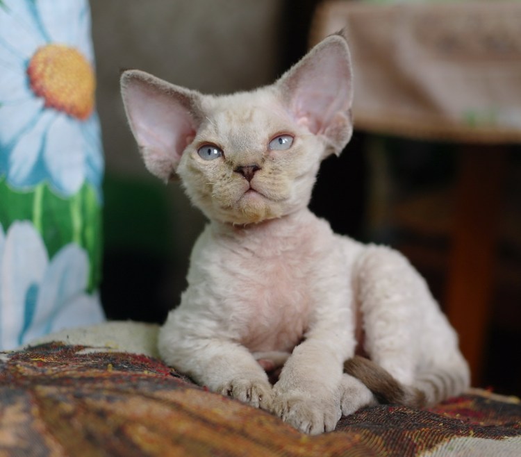 Девон рекс белый