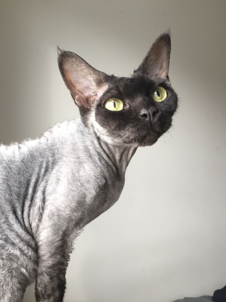 Девон рекс голубой