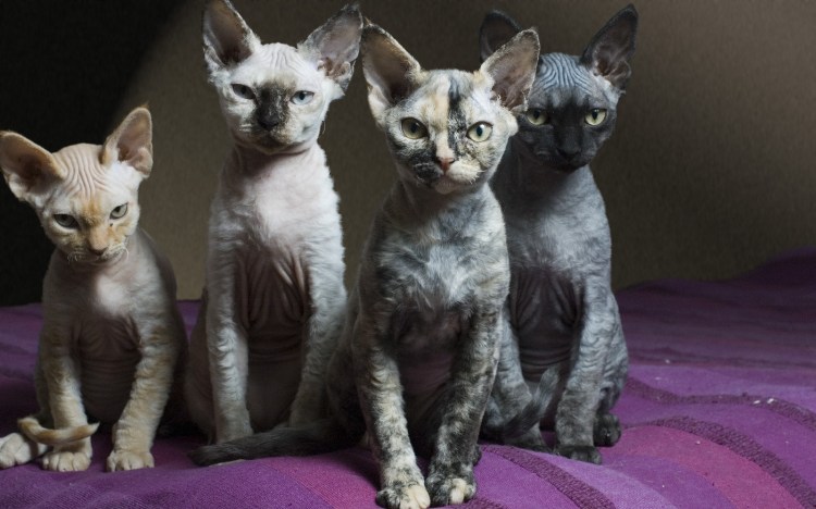 Девон рекс сиамского окраса