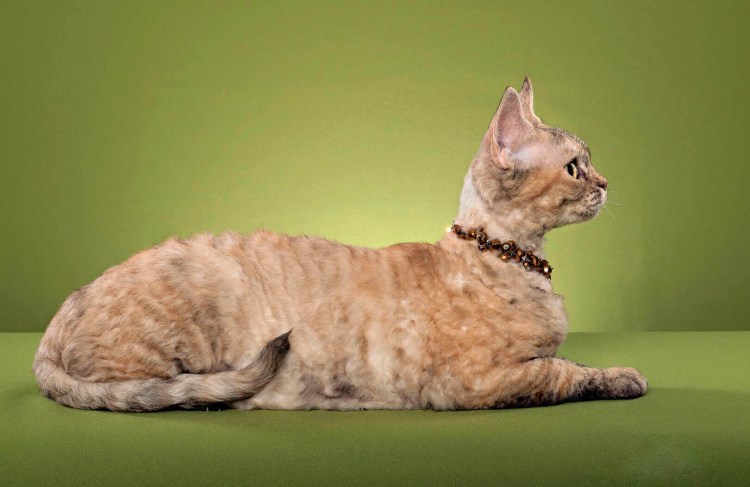 Котята породы Девон рекс