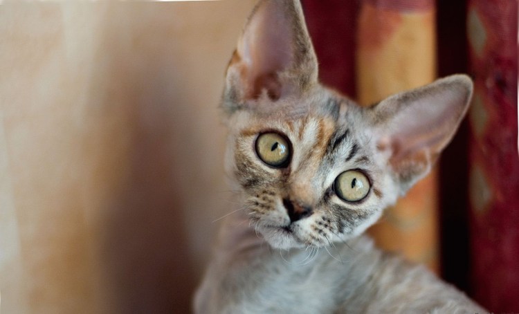 Девон рекс разновидности