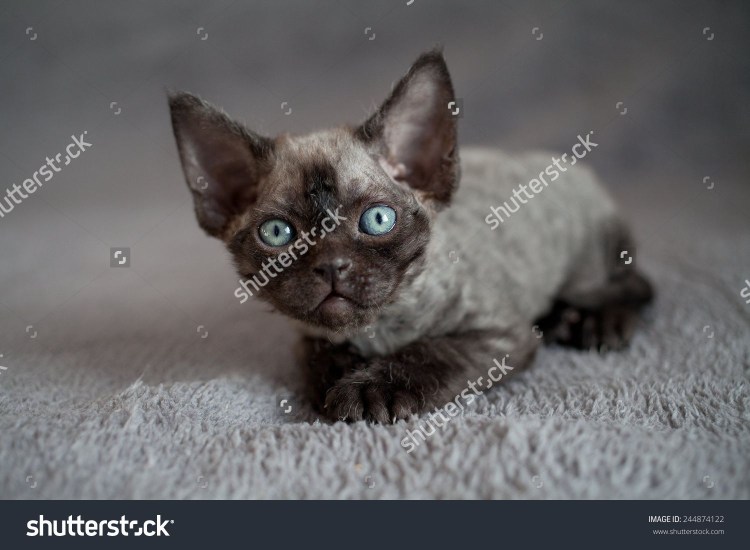 Девонширский рекс кошка