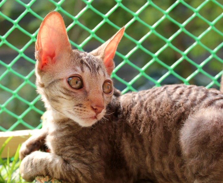 Девон рекс кошка