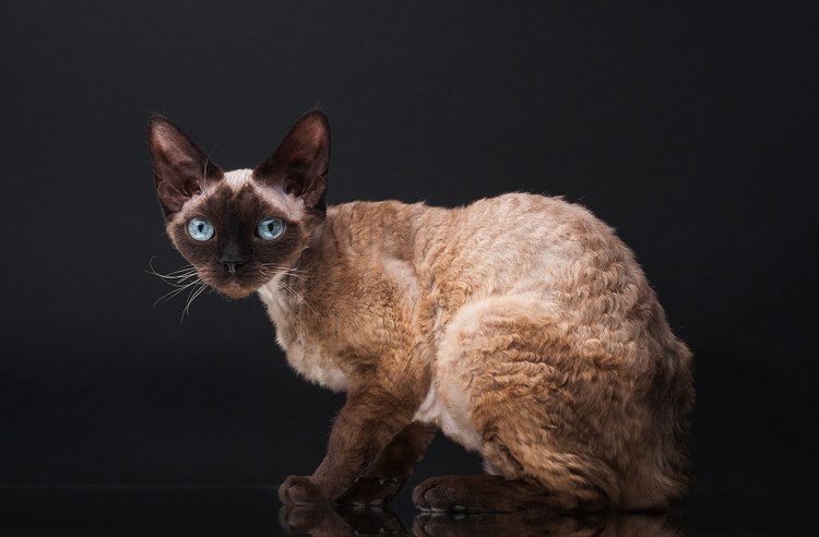 Девон рекс кошка