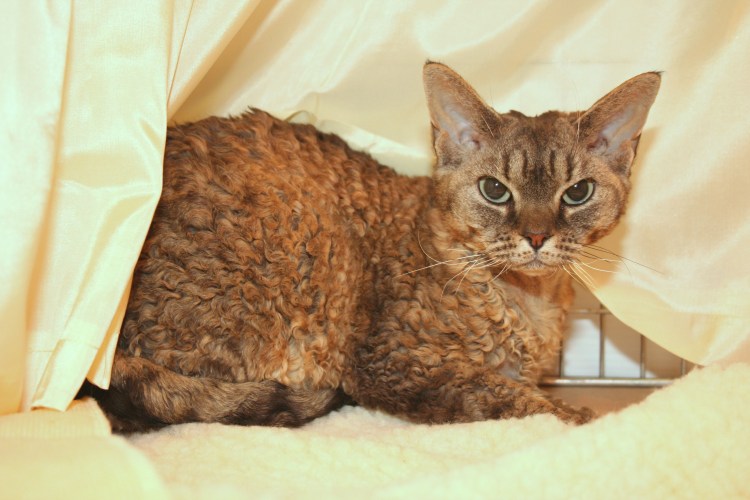 Деймон рекс