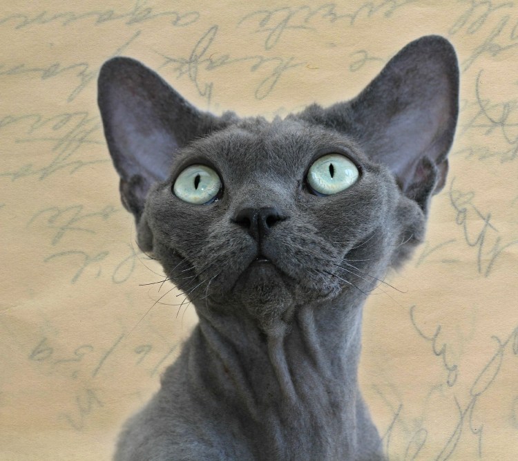 Кудрявый кот Девон рекс