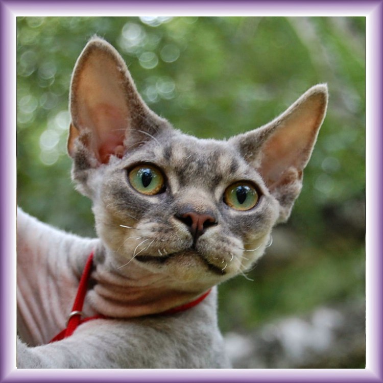 Девон рекс каракулевый