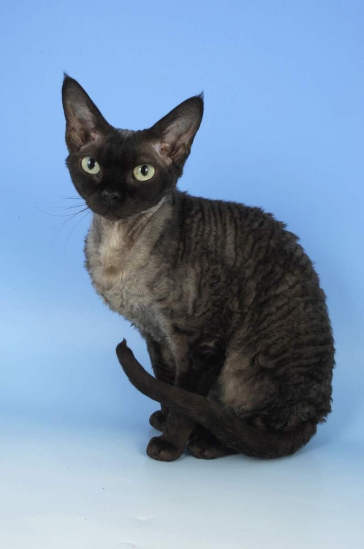 Сфинкс Девон рекс