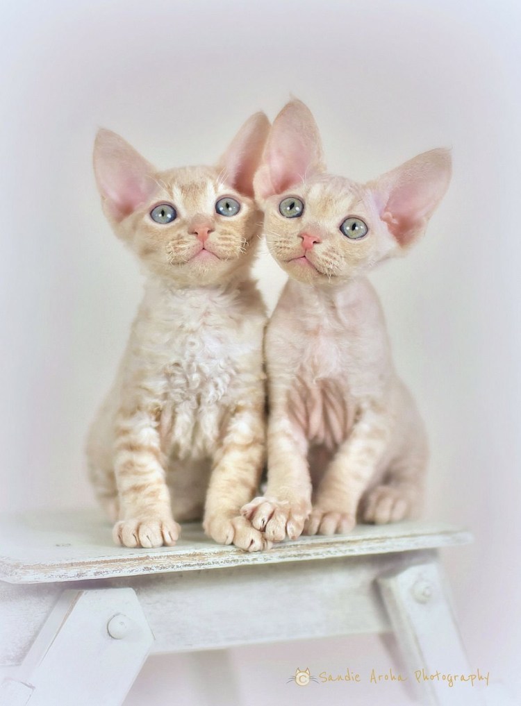 Девон рекс усы