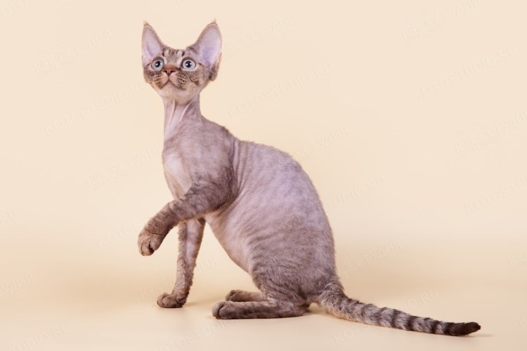 Девон рекс кошка белая