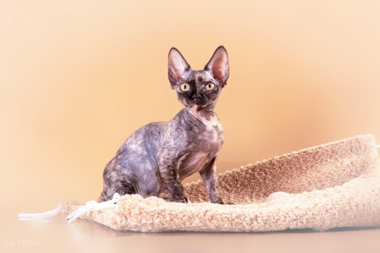 Порода кошки рекс Девонширская