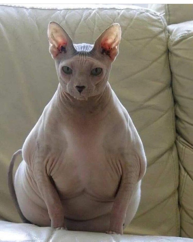 Жирный кот сфинкс