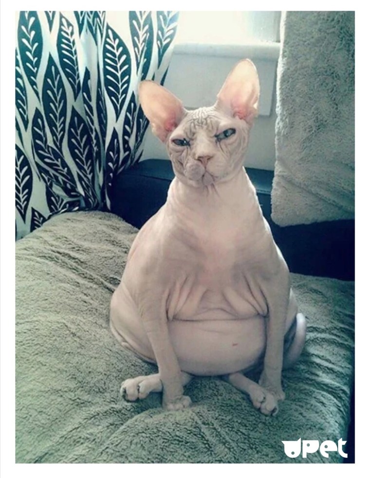 Жирный кот сфинкс