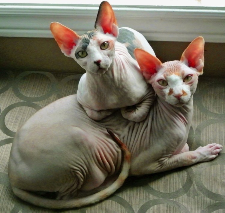 Морщинистый канадский сфинкс