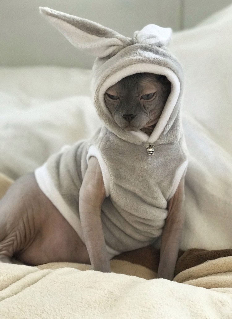 Беременные сфинксы кошки