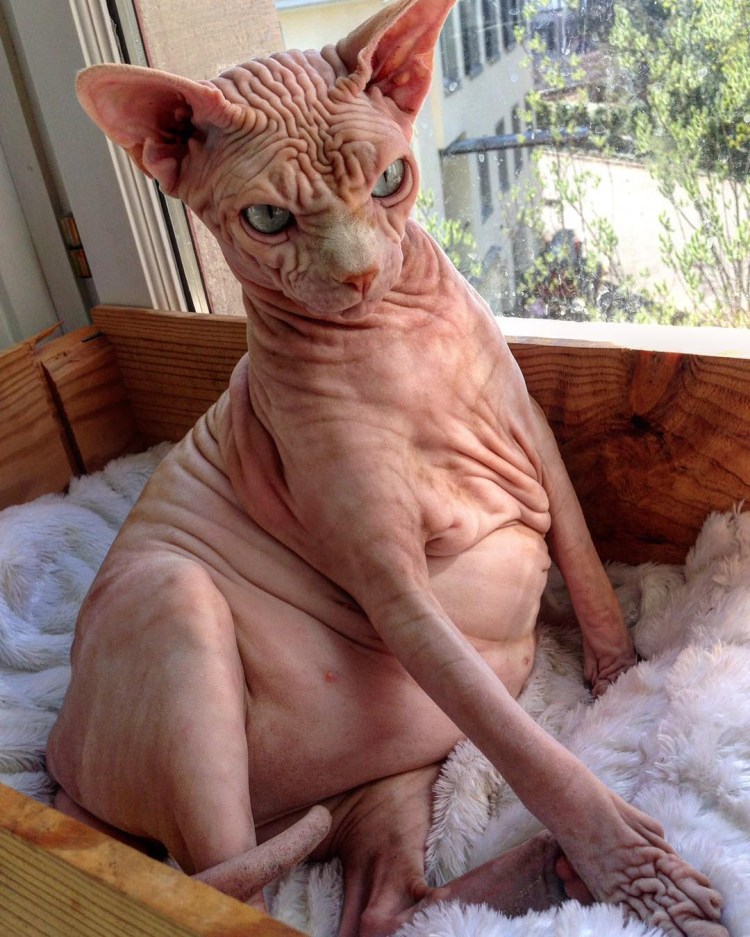 Сфинкс кошка