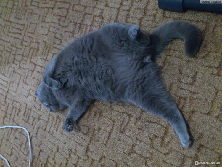 Кошки которые не линяют и не пахнут породы с фото