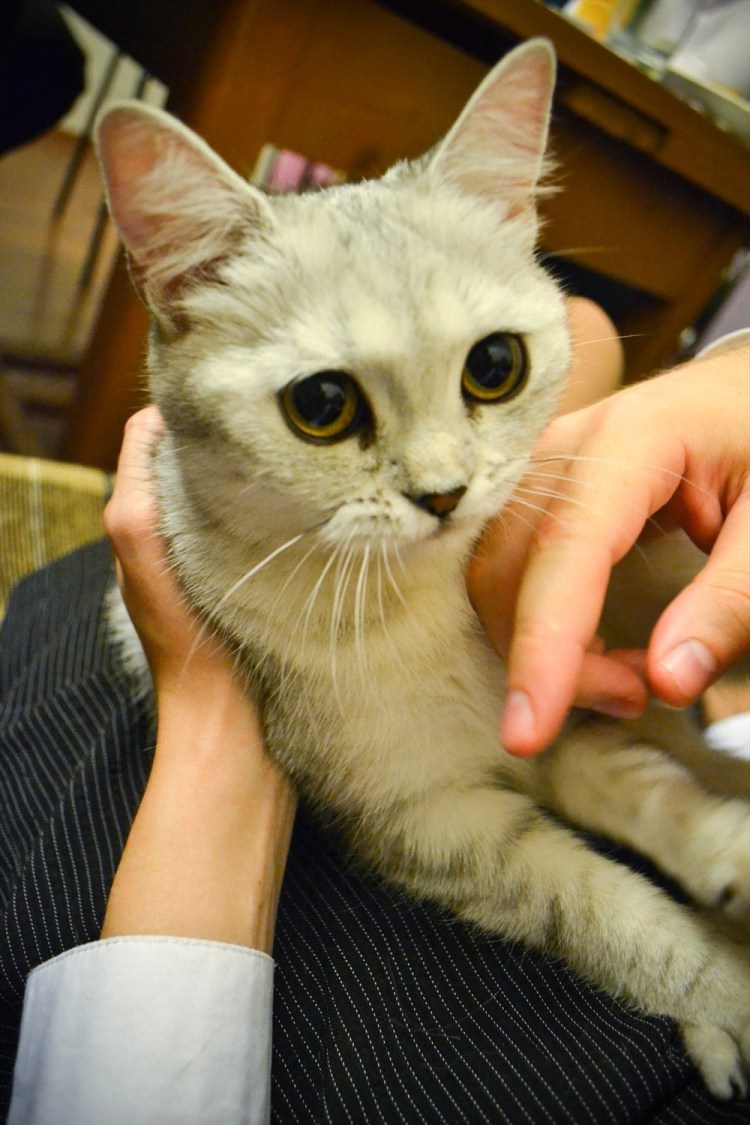 Кошка Девон рекс и сфинкс