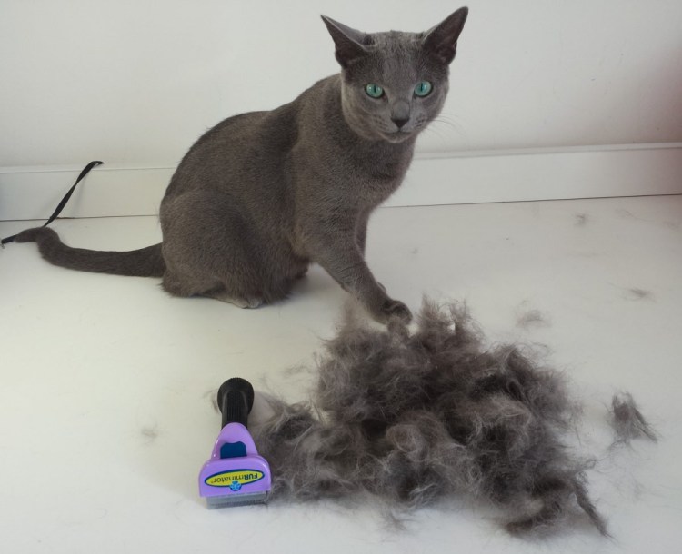 Вычесывание кошек