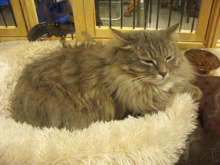 Абиссинская кошка