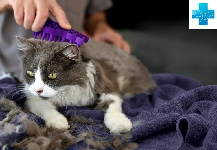 Сейшельская длинношерстная кошка