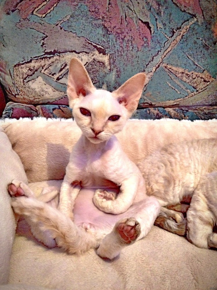 Ростовский сфинкс кошка