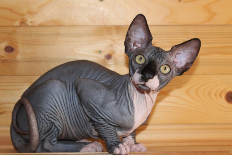 Процедура вычесывание кошек