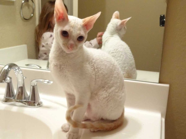 Кошки которые не линяют кроме сфинксов