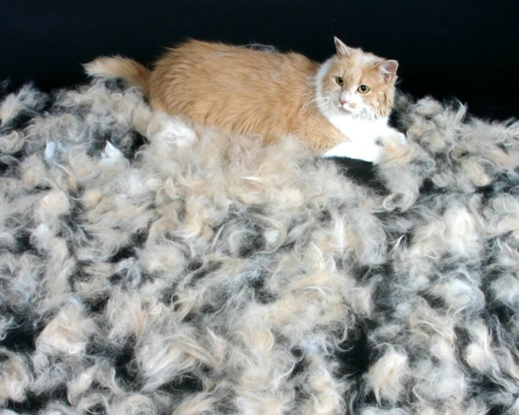 Шерсть кота поленявшая в кучке