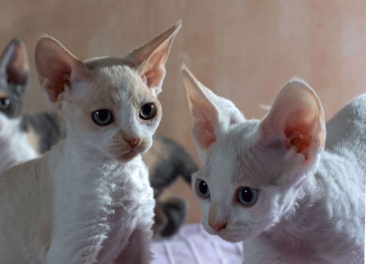 Британский сфинкс