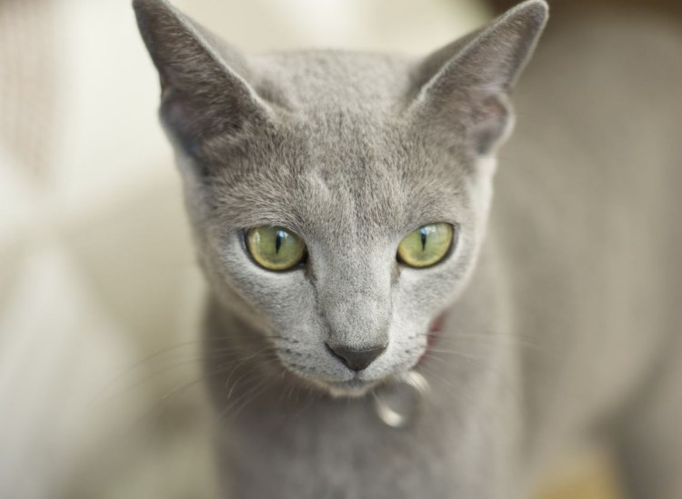 Кошка сильно линяет