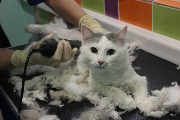 Для вычесывания кошек фурминатор