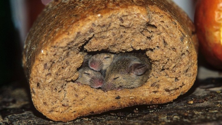 Котик пекарь