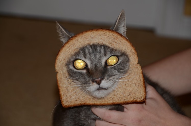 Кот булочка