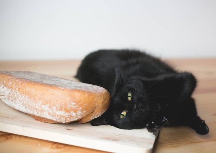 Кот булочка