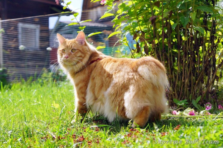 Курильский бобтейл