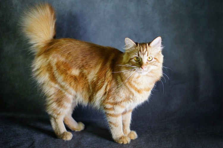 Курильский бобтейл