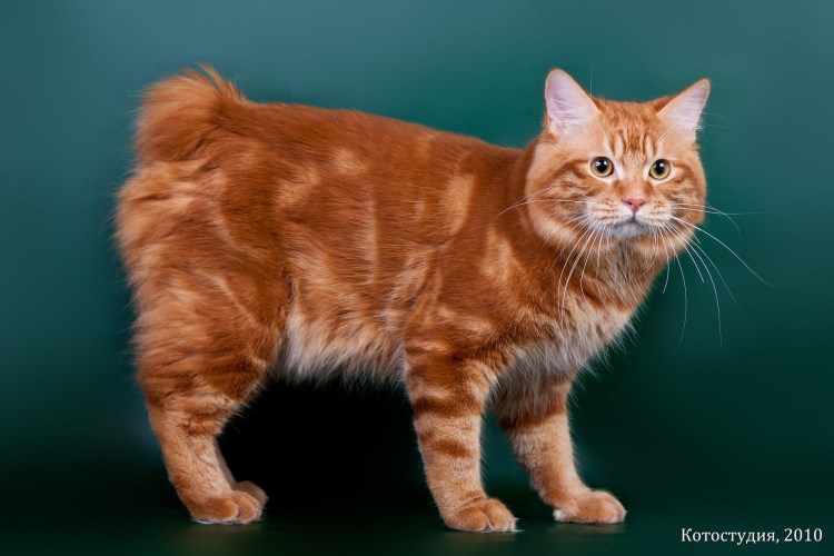 Американский бобтейл длинношёрстный