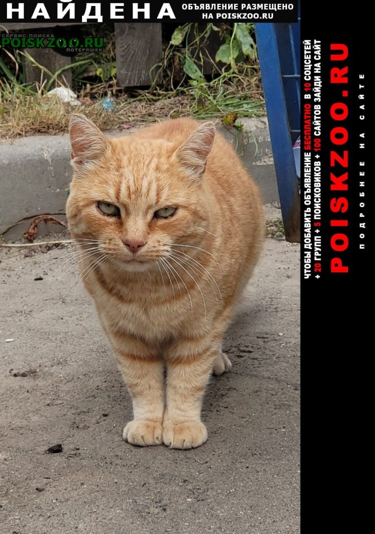 Курильский бобтейл рыжий короткошерстный