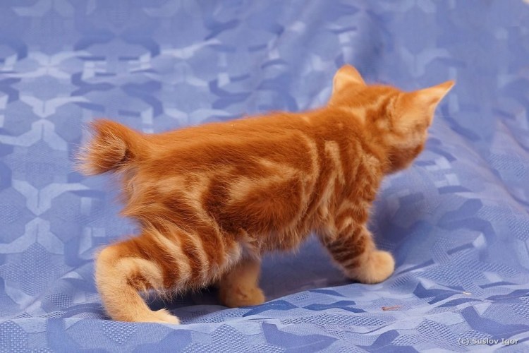 Американский и Курильский бобтейл