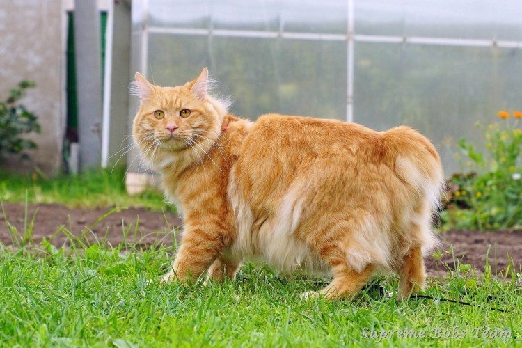 Курильский бобтейл короткошерстный