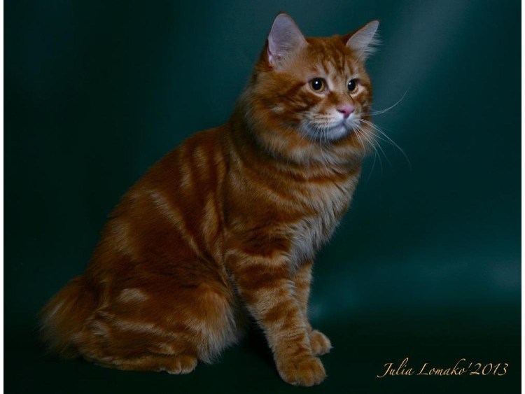 Курильский бобтейл рыжий