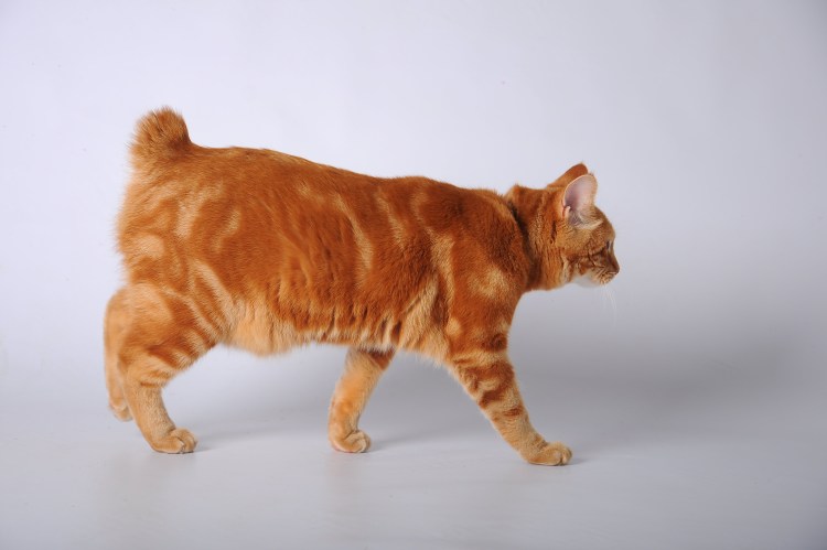 Курильский бобтейл кошка