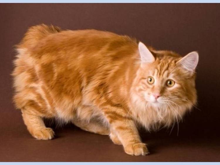 Курильский бобтейл рыжий котенок