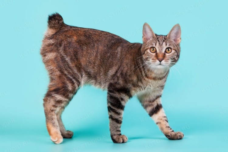 Маленький рыжий котенок хвостик