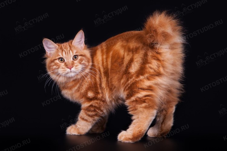 Сибирский бобтейл рыжий